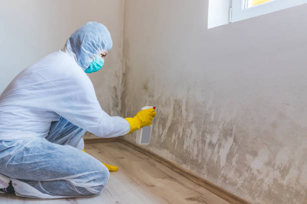 Licensed Basement Mold Remediation service in Gettysburg, PA - WQB Mold Removal