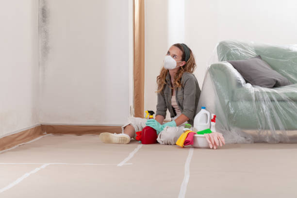 Reliable Basement Mold Remediation contractor in Gettysburg, PA by WQB Mold Removal